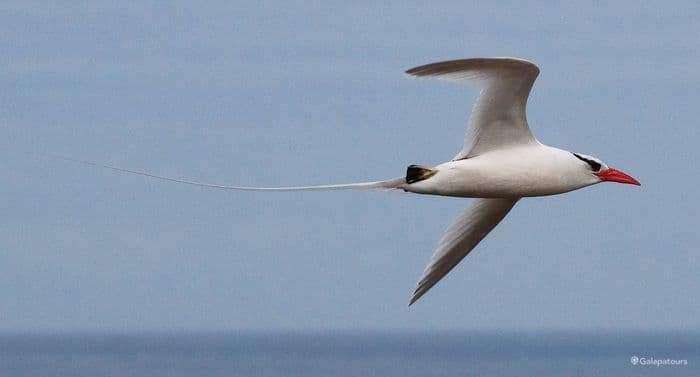Red-Billed Tropicbird
