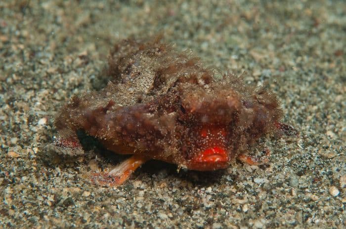 Red-lipped Batfish