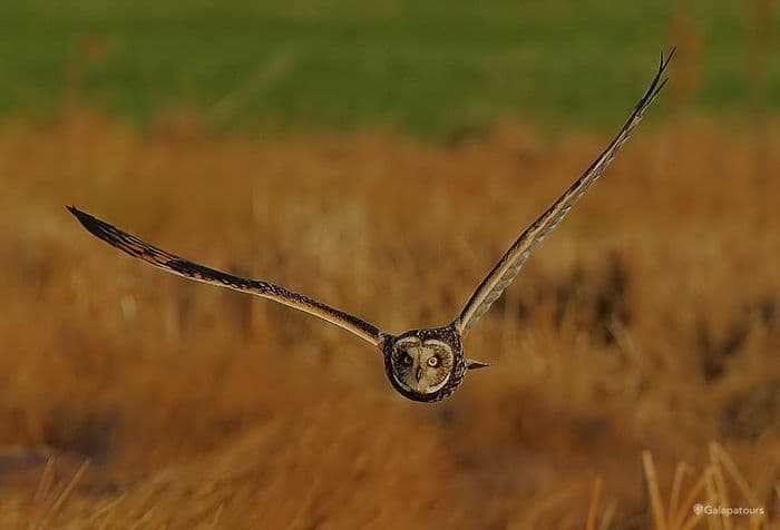 Galapagos Short-eared Owl