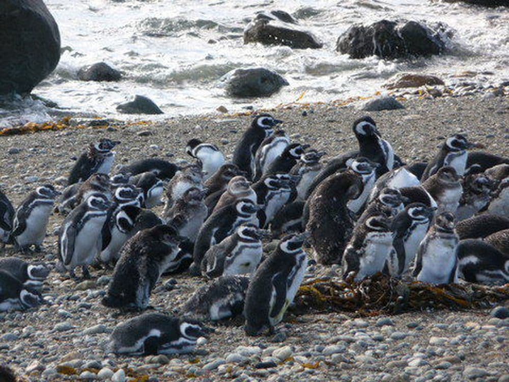 Magellan Pinguine