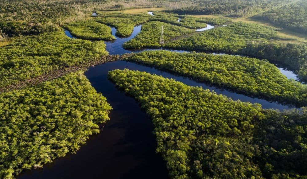 aerial-view-rain-forest-amazon (1)
