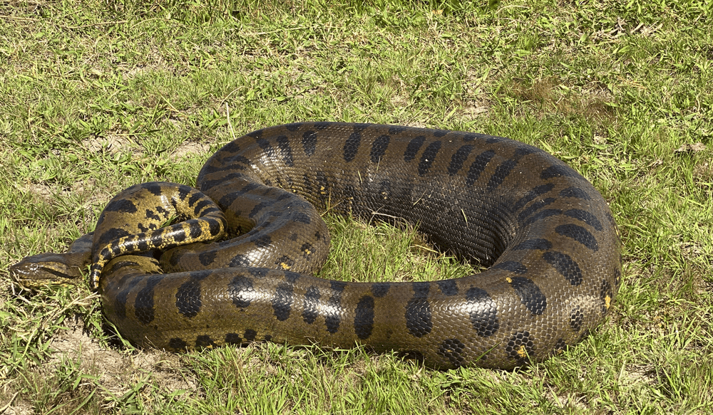 VIV 05.25, Llanos, Anaconda