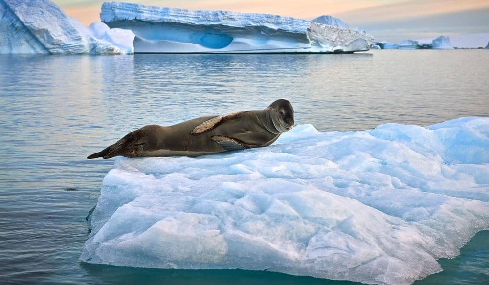 patagonia_BP_viv_09.22-5 (1)