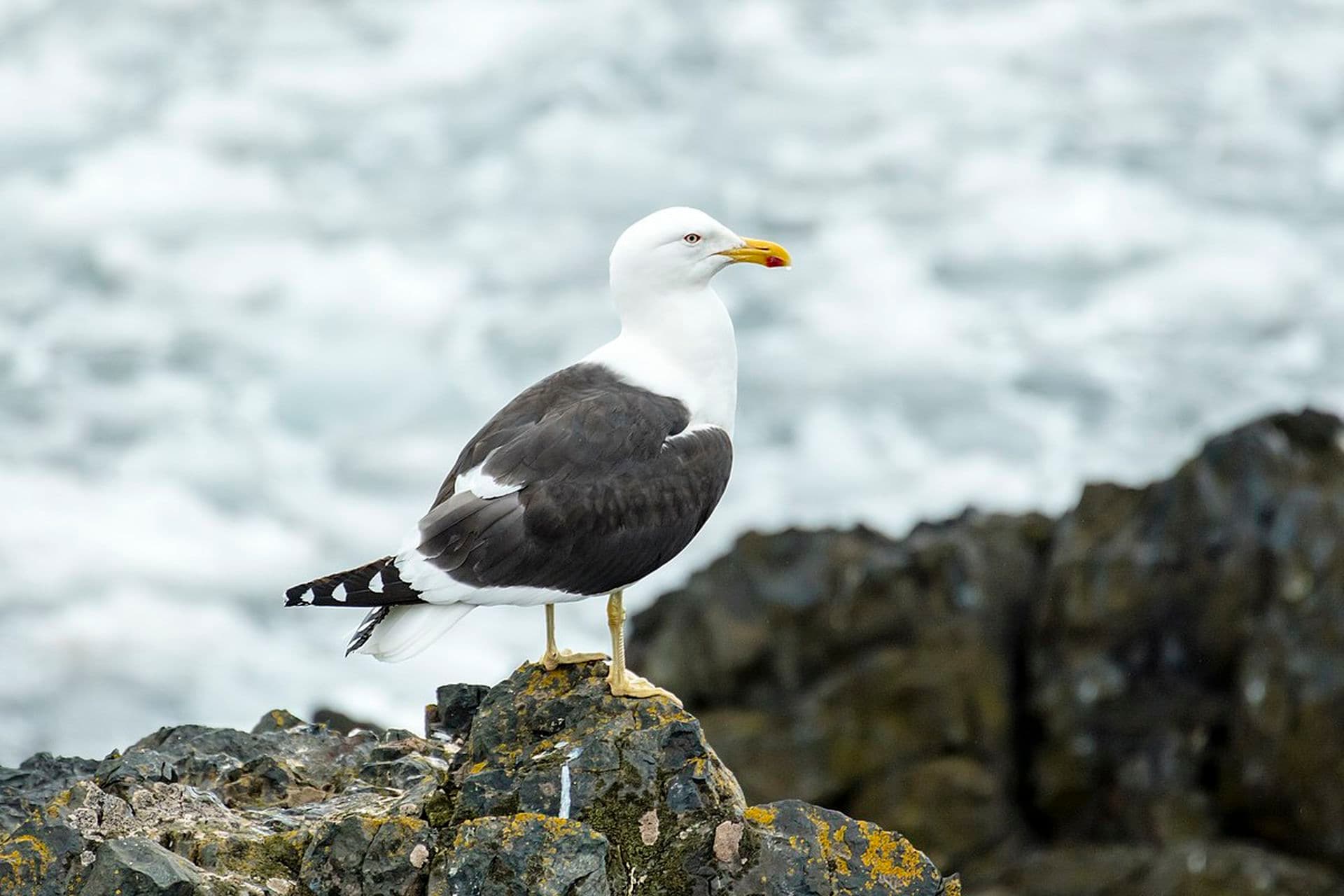 kelp gull
