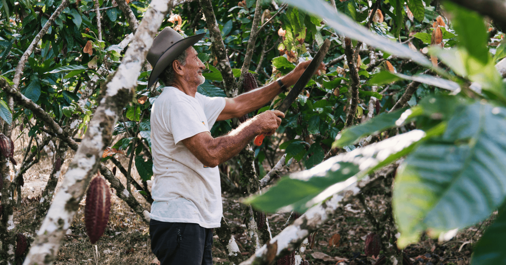 Die Ursprünge der weltweit besten Schokolade