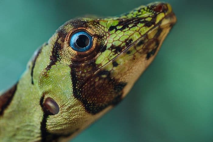 anolis à yeux bleus