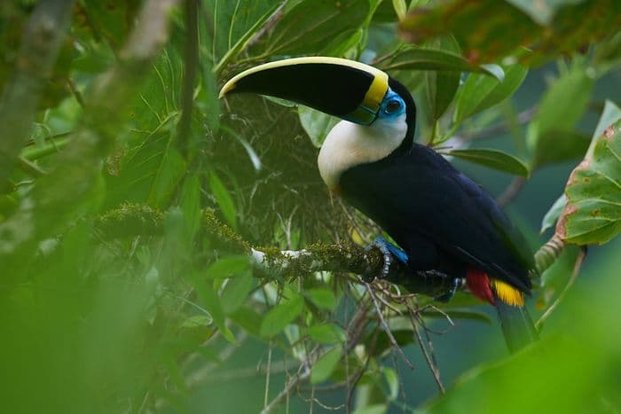 Toucan