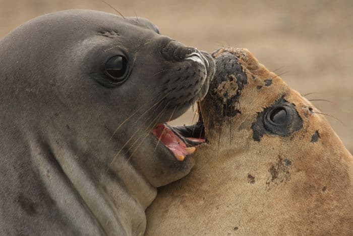 éléphants de mer sur la péninsule de Valdés