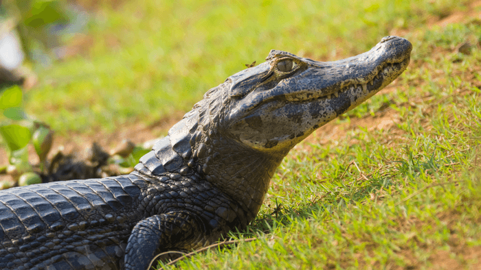 Black Caiman