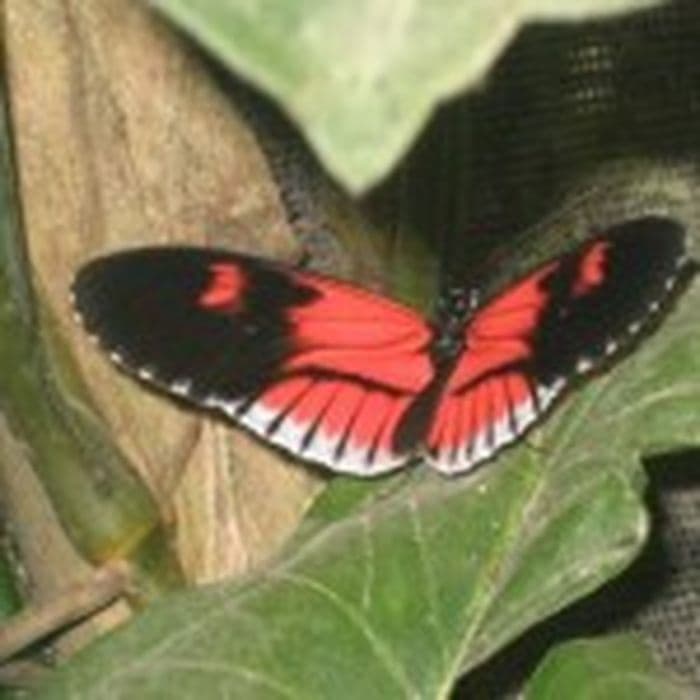 Mindo 1 -440-150x150