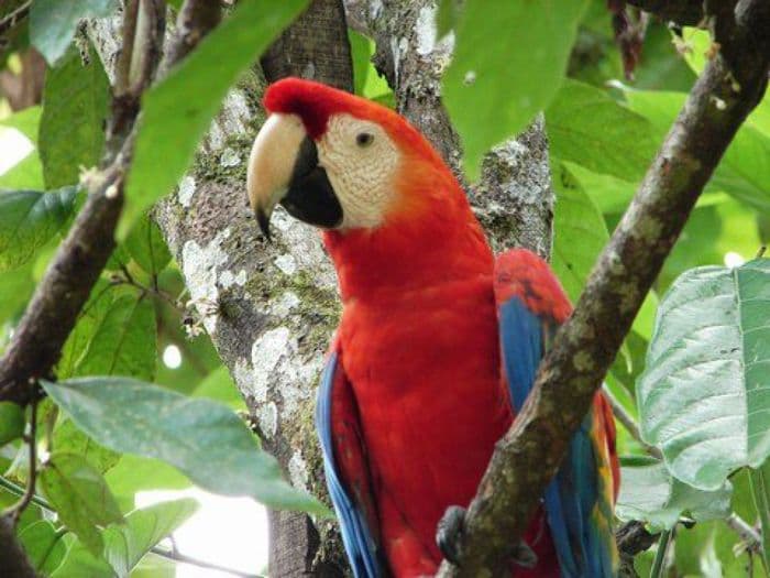 "Papagai im Puerto Maldonado"