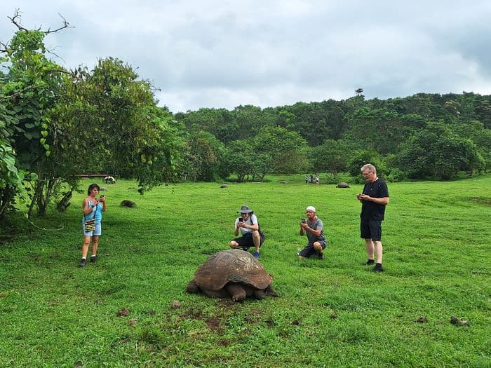 Schildkroeten von Galapagos