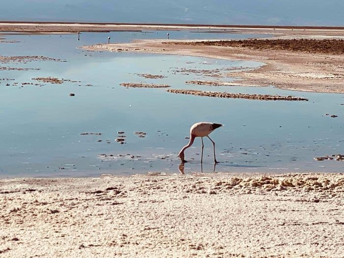 Miscanti und Meñiques