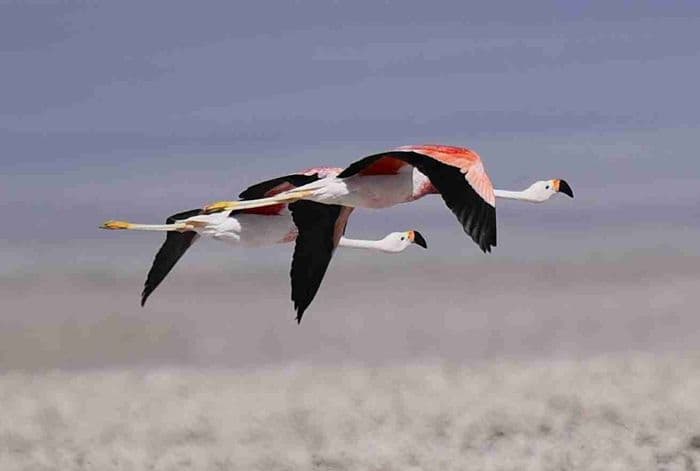 San Pedro de Atacama