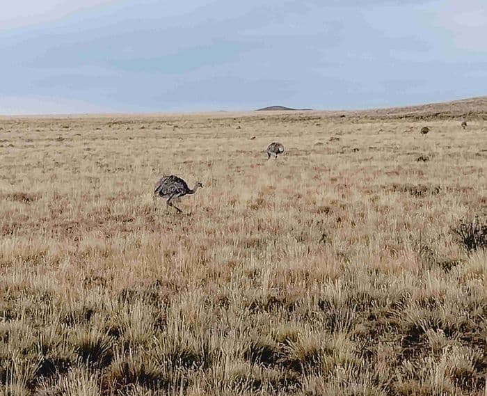 En route pour Puerto Natales